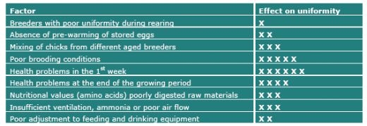 Evaluating Uniformity in Broilers - Factors Affecting Variation - Image 10
