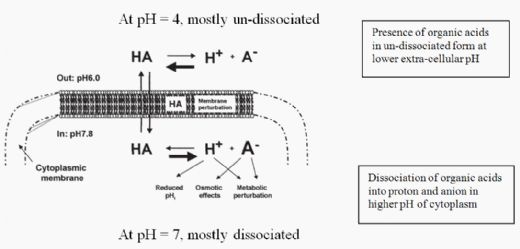 Protection of Feed and Grain from Mould Contamination - Image 2