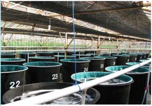 Replacement of fishmeal and marine proteins in practical diets for Pacific white shrimp using terrestrial land animal proteins - Image 3
