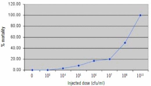 Establishing Safety and Efficacy of an Injectable Form of a Vibrio Vaccine for the Orange-Spotted Grouper - Image 2