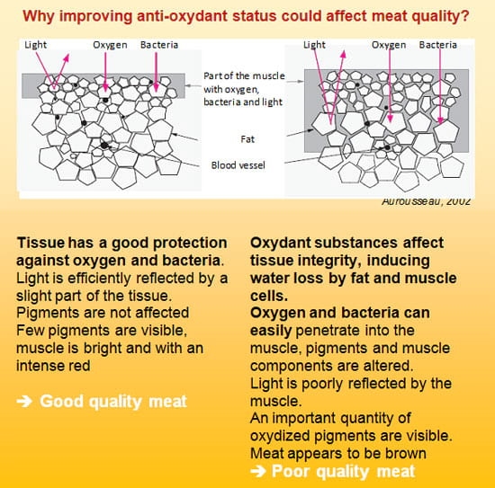 Organic selenium in ruminant diet: can we expect extra benefits beyond animal health? New evidences of improved milk and meat quality - Image 7
