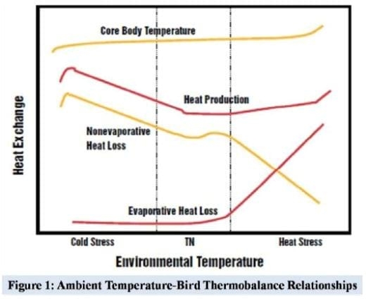 Supranutritional solution to combat stress condition in poultry - Image 1