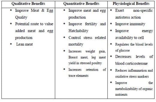 Supranutritional solution to combat stress condition in poultry - Image 2