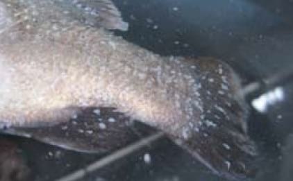 Important Diseases of Farmed Barramundi in Asia - Image 10