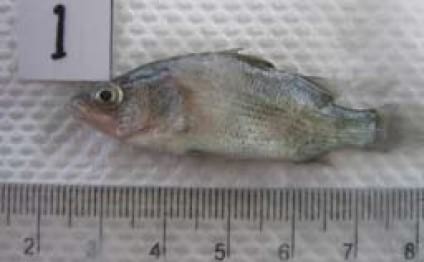 Important Diseases of Farmed Barramundi in Asia - Image 13