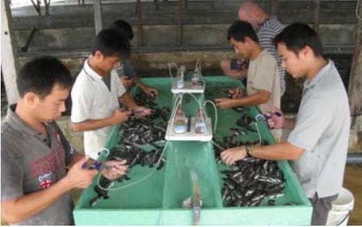 Important Diseases of Farmed Barramundi in Asia - Image 17