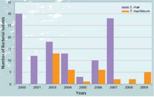 Important Diseases of Farmed Barramundi in Asia - Image 18