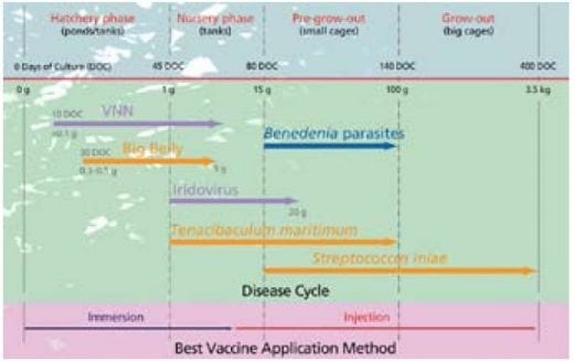 Important Diseases of Farmed Barramundi in Asia - Image 2