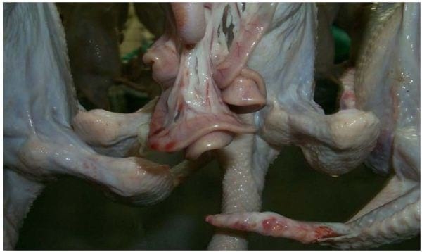 Intervention Strategies for Reducing Salmonella Prevalence on Ready-to-Cook Chicken - Image 13