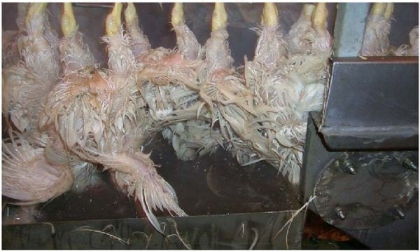 Intervention Strategies for Reducing Salmonella Prevalence on Ready-to-Cook Chicken - Image 12