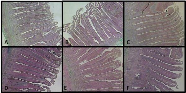 Duodenal mucosa morphometry in performance enhancer-supplemented broilers - Image 1