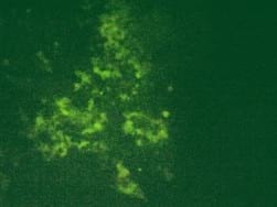 Molecular characteristics of meq oncogene from recently isolated Polish field strains of Marek’s disease virus - Image 2