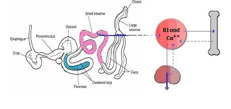 Metabolic Bone Disorder: Rickets - Image 5