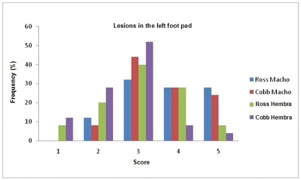 Effect of genotype and gender on performance and footpad dermatitis in broilers - Image 2
