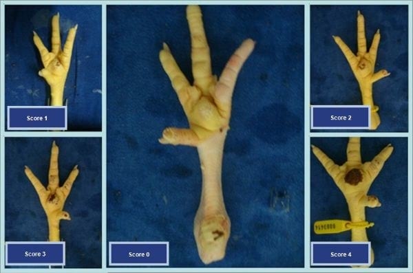 Effect of genotype and gender on performance and footpad dermatitis in broilers - Image 1