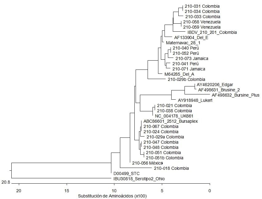 Molecular characterization of infectious bursal disease virus in diagnostic cases in Latin America in 2010 - Image 1