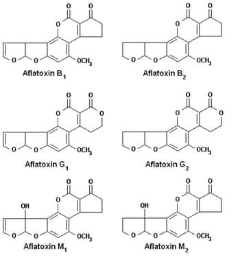 Specific detection of aflatoxin B1 in maize with a rapid and sensitive enzyme immunosorbent assay - Image 1
