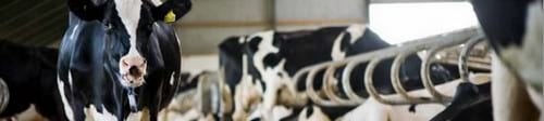 Organic Micro Minerals for Ruminants - Image 1