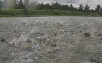 Potassium diformate (KDF) promotes growth and health performance of striped catfish (Pangasius hypophthalmus) in commercial fishponds in the Mekong Delta, Vietnam - Image 2