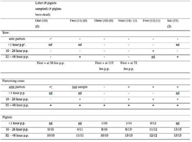 Clostridium difficile in a farrowing pen - Image 1