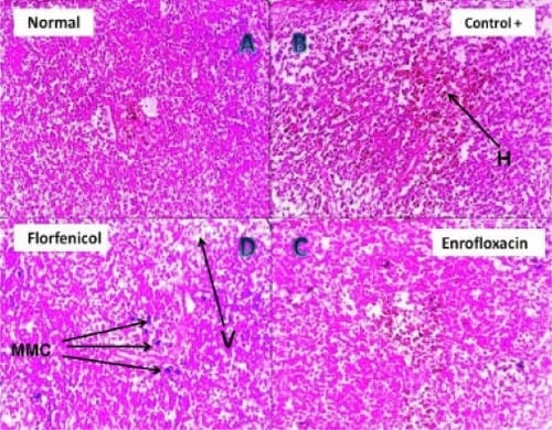 Assessment of the immune status of Nile tilapia (Oreochromis niloticus) experimentally challenged with toxogenic / septicemic bacteria during treatment trial with Florfenicol / Enrofloxacin as a method of control - Image 7