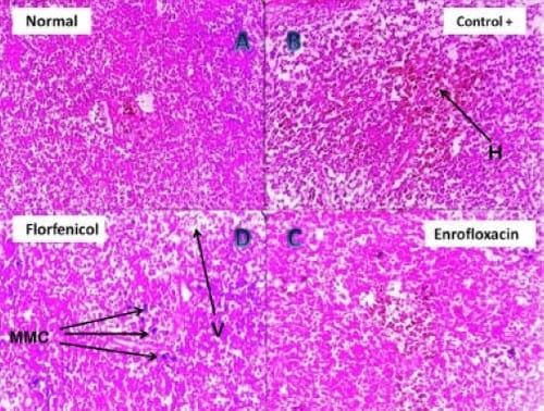 Assessment of the immune status of Nile tilapia (Oreochromis niloticus) experimentally challenged with toxogenic / septicemic bacteria during treatment trial with Florfenicol / Enrofloxacin as a method of control - Image 6