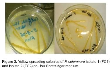 Flavobacterium columnare / Myxobolus tilapiae Concurrent Infection in the Earthen Pond Reared Nile Tilapia (Oreochromis niloticus) during the Early Summer - Image 4