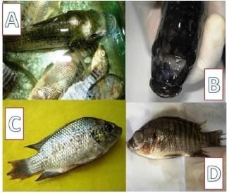 Flavobacterium columnare / Myxobolus tilapiae Concurrent Infection in the Earthen Pond Reared Nile Tilapia (Oreochromis niloticus) during the Early Summer - Image 2