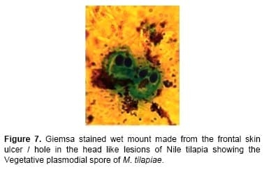 Flavobacterium columnare / Myxobolus tilapiae Concurrent Infection in the Earthen Pond Reared Nile Tilapia (Oreochromis niloticus) during the Early Summer - Image 8