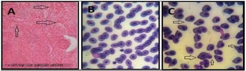 Amelioration the Toxic Effects of Cadmium-Exposure in Nile Tilapia (Oreochromis Niloticus) by using Lemna gibba L - Image 10