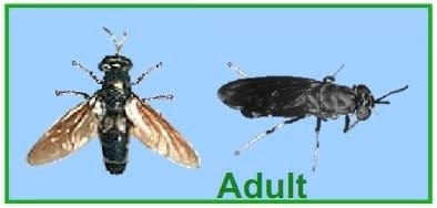 Mass Production of Black Soldier Fly Prepupae for Aquaculture Diets - Image 3