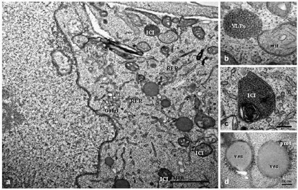 Porcine Circovirus Type 2 Morphogenesis in a Clone Derived from the L35 Lymphoblastoid Cell Line - Image 1