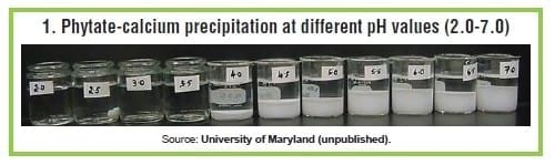 Phytate: Anti-nutrient for poultry, swine - Image 1