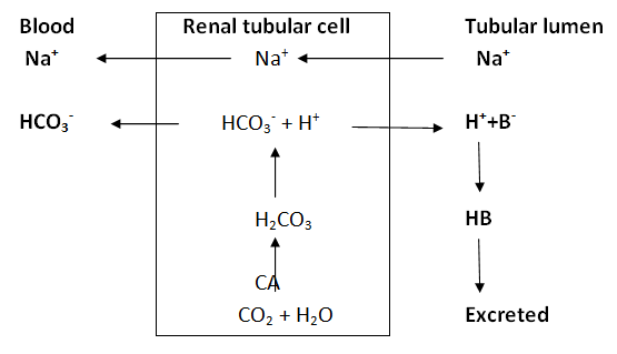 Dietary electrolyte balance in heat stressed broiler chickens - Image 2