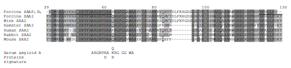 Identification in milk of a serum amyloid A peptide chemoattractant for B lymphoblasts - Image 8