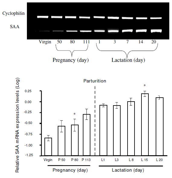 Identification in milk of a serum amyloid A peptide chemoattractant for B lymphoblasts - Image 7