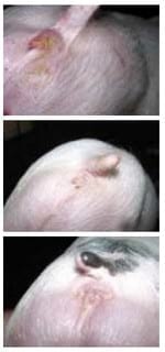The effect of a mycotoxin adsorber on gilts - Image 5