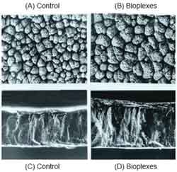 The egg shell: a case study in improving quality by altering mineral metabolism – naturally - Image 16