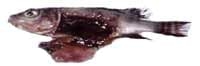 Nutritious Attempts to Detoxify Aflatoxic Diets of Tilapia Fish - Image 5
