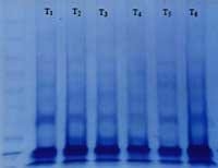 Nutritious Attempts to Detoxify Aflatoxic Diets of Tilapia Fish - Image 9