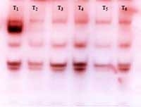 Nutritious Attempts to Detoxify Aflatoxic Diets of Tilapia Fish - Image 10