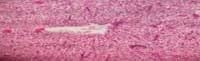 Nutritious Attempts to Detoxify Aflatoxic Diets of Tilapia Fish - Image 24