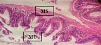 Nutritious Attempts to Detoxify Aflatoxic Diets of Tilapia Fish - Image 46