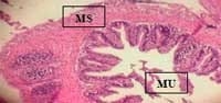Nutritious Attempts to Detoxify Aflatoxic Diets of Tilapia Fish - Image 47