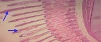 Nutritious Attempts to Detoxify Aflatoxic Diets of Tilapia Fish - Image 58