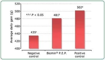 Biomin® P.E.P. 125 Scientific trial with piglets - Image 3