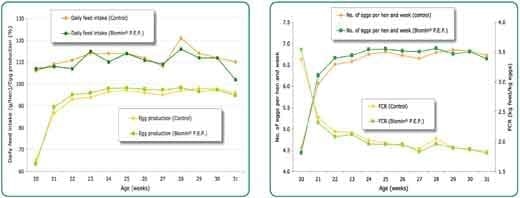 Biomin Scientific trial with phytogenics in Lohmann Brown commercial layers - Image 2