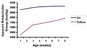 Usage of fat in broiler nutrition - Image 3
