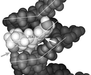 Counteracting mycotoxin contamination: the effectiveness of Saccharomyces cerevisiae cell wall glucans in Mycosorb® for sequestering mycotoxins - Image 14