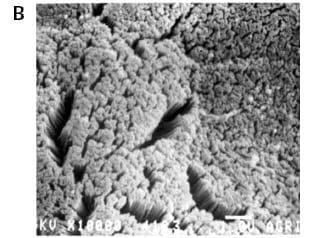 Physiological dynamics at the intestinal brush border - Image 2